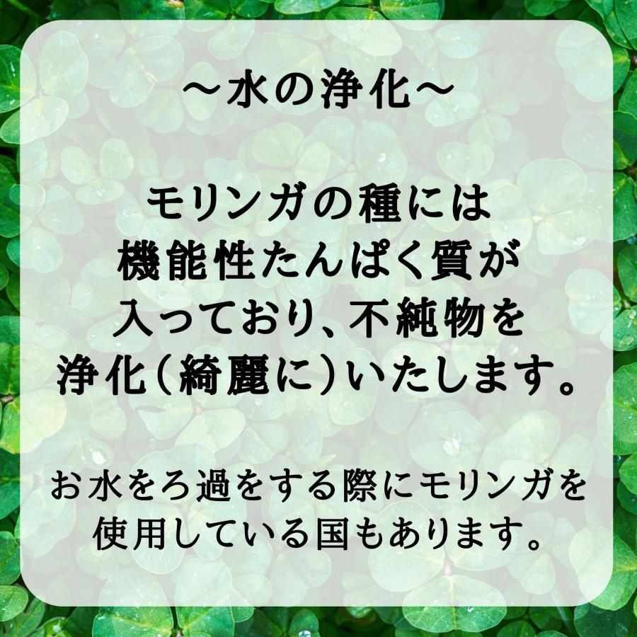 モリンガ 種　10g×3袋　約150粒　在来種　無農薬　無肥料　ハーブ　浄化　苗　フィリピン産　栽培用　観賞用　二酸化炭素の吸収　野菜　UTUKUSI うつくし |  | 15