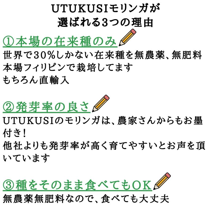 モリンガ 種　10g×3袋　約150粒　在来種　無農薬　無肥料　ハーブ　浄化　苗　フィリピン産　栽培用　観賞用　二酸化炭素の吸収　野菜　UTUKUSI うつくし |  | 02