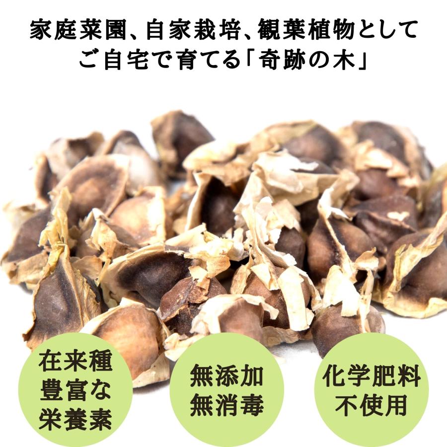 モリンガ 種　10g×3袋　約150粒　在来種　無農薬　無肥料　ハーブ　浄化　苗　フィリピン産　栽培用　観賞用　二酸化炭素の吸収　野菜　UTUKUSI うつくし |  | 05