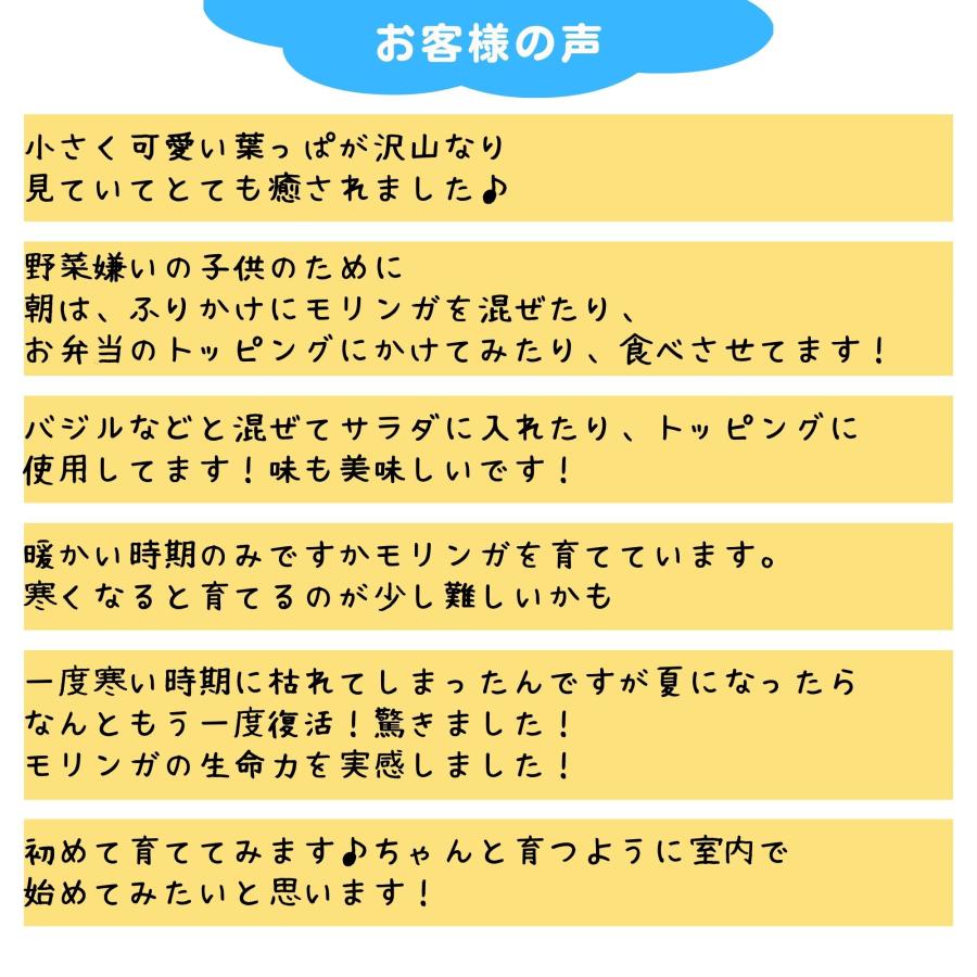 モリンガ 種　10g×3袋　約150粒　在来種　無農薬　無肥料　ハーブ　浄化　苗　フィリピン産　栽培用　観賞用　二酸化炭素の吸収　野菜　UTUKUSI うつくし |  | 07