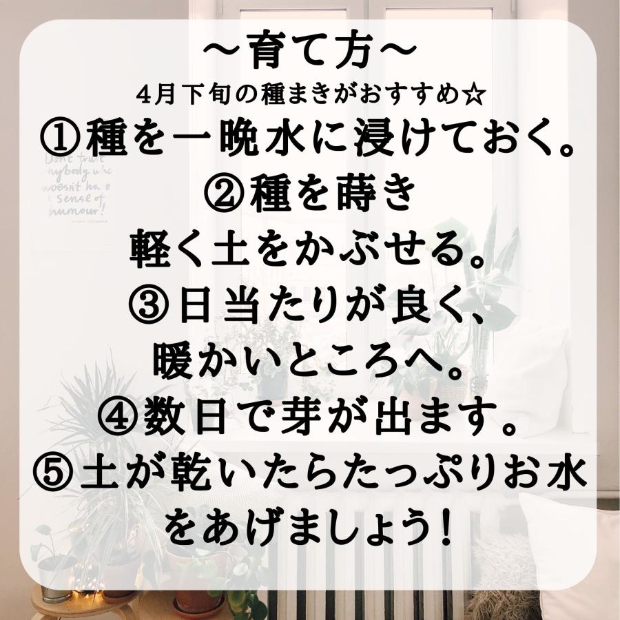 モリンガ 種　10g×3袋　約150粒　在来種　無農薬　無肥料　ハーブ　浄化　苗　フィリピン産　栽培用　観賞用　二酸化炭素の吸収　野菜　UTUKUSI うつくし |  | 08