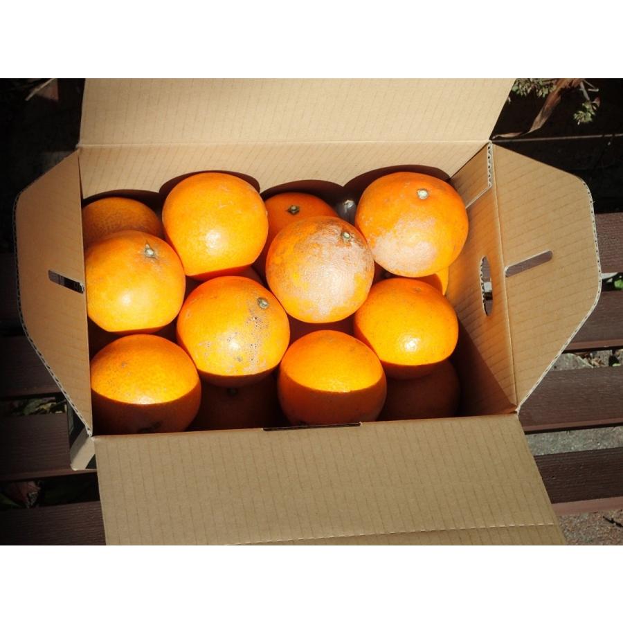 愛果28号 紅まどんな 家庭用 (5kg) サイズフリー 愛媛 吉田産 愛果28号 紅まどんな 家庭用 (5kg) サイズフリー 愛媛 吉田産