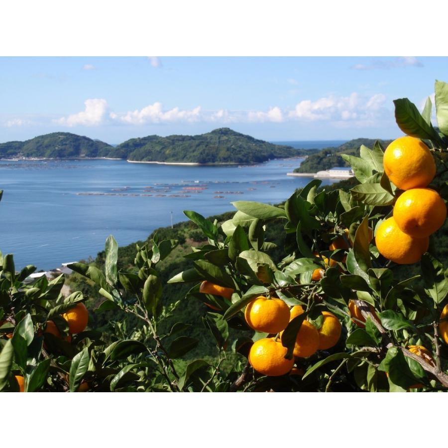 愛果28号 紅まどんな 家庭用 (5kg) サイズフリー 愛媛 吉田産 愛果28号 紅まどんな 家庭用 (5kg) サイズフリー 愛媛 吉田産