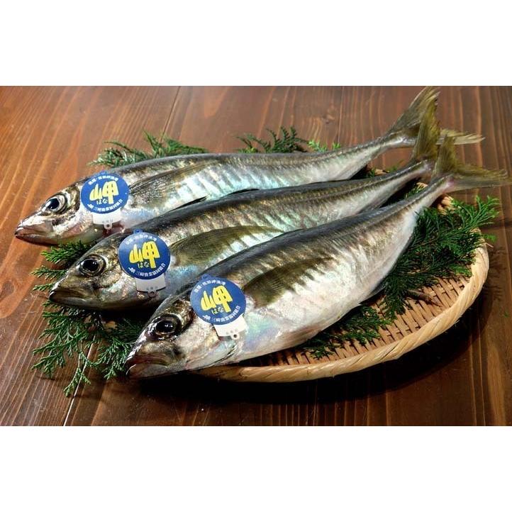 愛媛 ( アジ ) 天然一本釣り 約350g 3匹 浜から直送 送料無料 宇和海の幸問屋｜uwakai-s