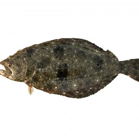 ARABIA 陶板　魚　アラビア　ヒラメ　カレイ ボウズガレイ Psettodes erumei (Indian halibut) いまのところ
