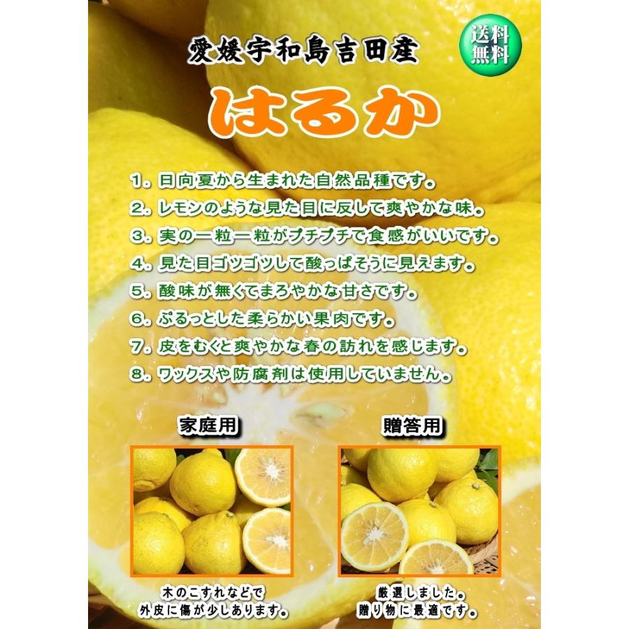 はるか （家庭用 3kg） サイズフリー 約10〜20個 愛媛 宇和島 吉田産