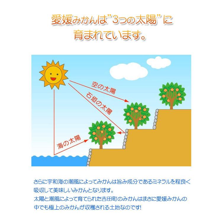 はるか （家庭用 3kg） サイズフリー 約10〜20個 愛媛 宇和島 吉田産