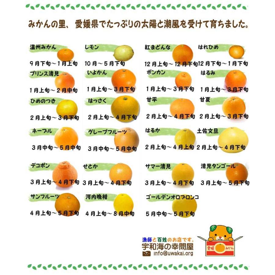 はるか （家庭用 3kg） サイズフリー 約10〜20個 愛媛 宇和島 吉田産