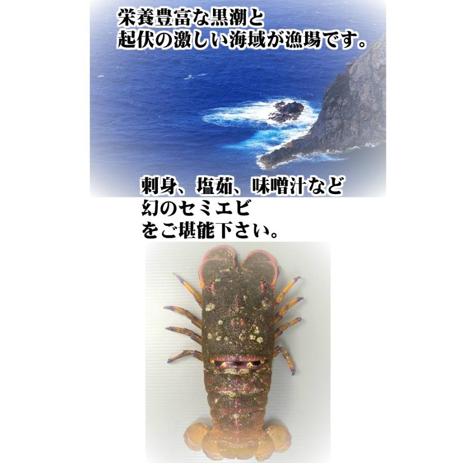 驚きの安さ 愛媛 宇和海産 天然 セミエビ 1 4尾 0 8 1kg 幻の海老 浜から直送 宇和海の幸問屋 人気絶頂 Giftideasforall Com