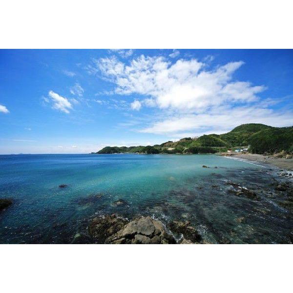 セミエビ （1-3尾で400-500g） 天然 期間限定 10/1〜4/30の漁期で水揚げあり次第 幻の海老 浜から直送 送料無料 宇和海の幸問屋 |  | 06