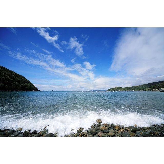 愛媛 活き ウチワエビ 5 10尾 1kg分 幻の海老 浜から直送 送料無料 宇和海の幸問屋 Iss Ute 1kg 宇和海の幸問屋 通販 Yahoo ショッピング