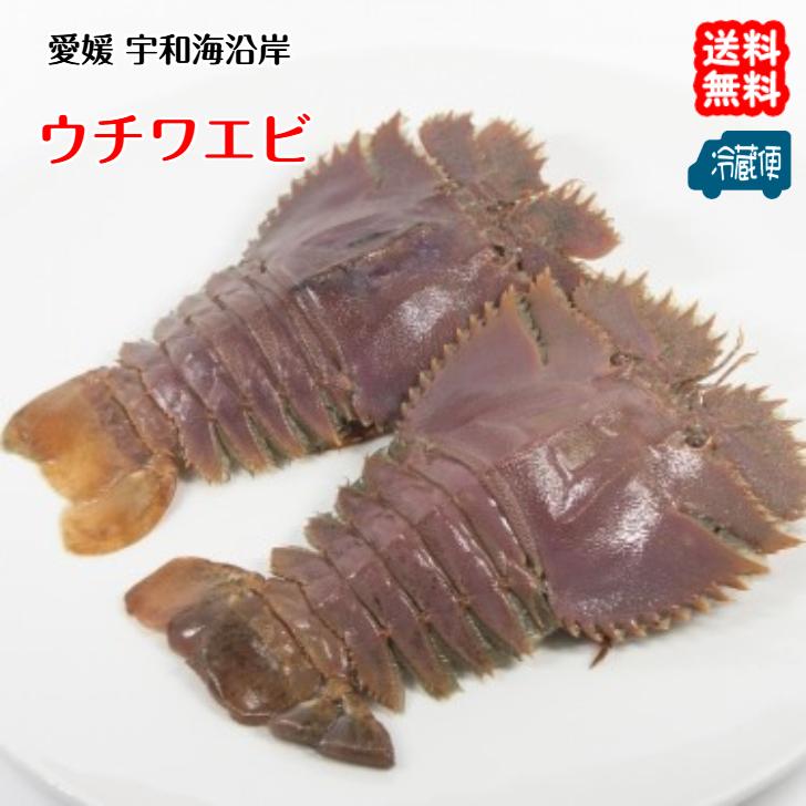 愛媛 活き ウチワエビ 3-6尾 400~500g分 幻の鰕 浜から直送 貨物輸送無料 宇和海の幸仲買業者 食品-その他種類のエビ