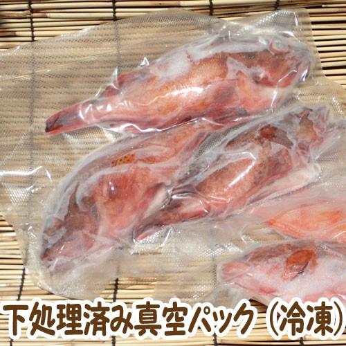 愛媛 カサゴ 1 0gサイズ 500 600g原体分 煮魚 焼魚 下処理済み 送料無料 宇和海の幸問屋 Kasago Rt 宇和海の幸問屋 通販 Yahoo ショッピング
