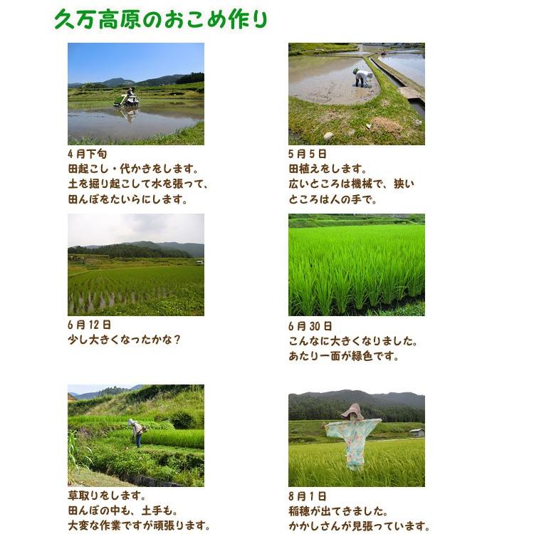 キヌヒカリ （玄米15kg or 白米13.5kg） 2025年令和7年産 愛媛 石鎚
