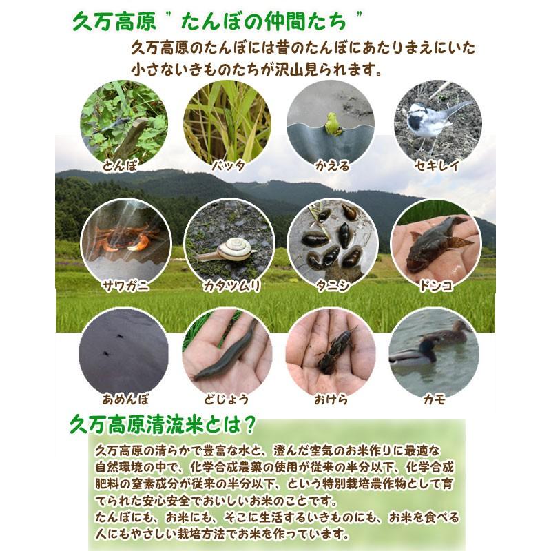 キヌヒカリ 玄米1000g/白米900g 2023年産 石鎚山麓 久万高原 清流米 減農薬 特別栽培米 百姓直送 メール便 送料無料｜uwakai-s｜03