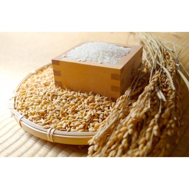 コシヒカリ （玄米15kg/白米13.5kg） 2025年令和7年産 愛媛 石鎚山麓