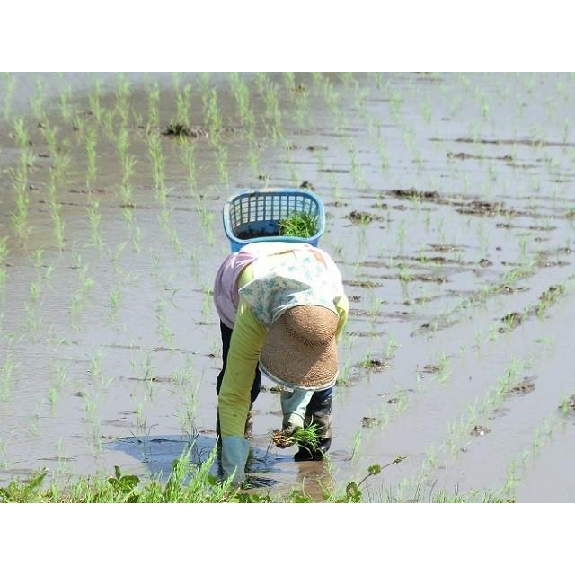 コシヒカリ （玄米5kg/白米4.5kg） 2025年令和7年産 愛媛 石鎚山麓 久