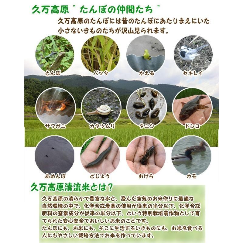 コシヒカリ （玄米5kg/白米4.5kg） 2025年令和7年産 愛媛 石鎚山麓 久