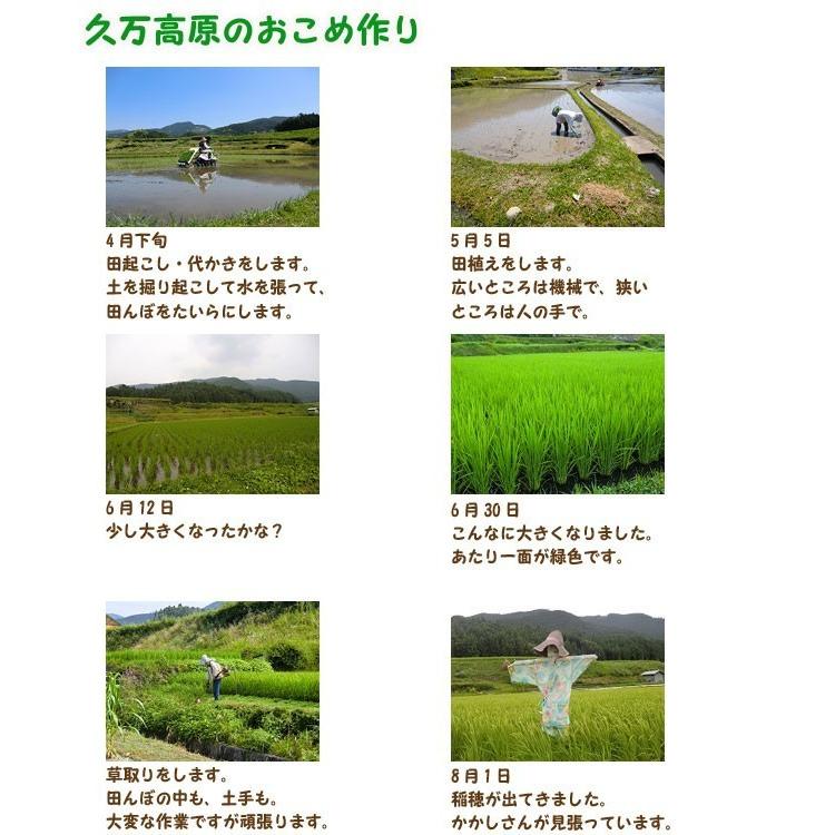 コシヒカリ （玄米5kg/白米4.5kg） 2025年令和7年産 愛媛 石鎚山麓 久