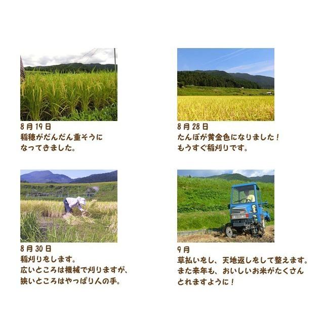 コシヒカリ （玄米5kg/白米4.5kg） 2025年令和7年産 愛媛 石鎚山麓 久