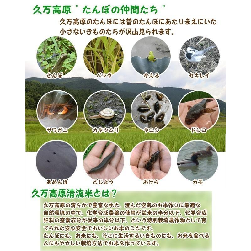 もち米 (玄米15kg or 白米13.5kg) 2025年令和7年産 石鎚山麓 久万高原