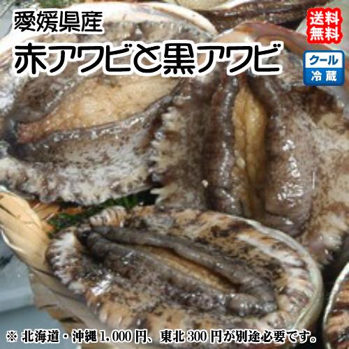 黒アワビ（2~5個で400~500g）と 赤アワビ（2~5個で400~500g） 愛媛