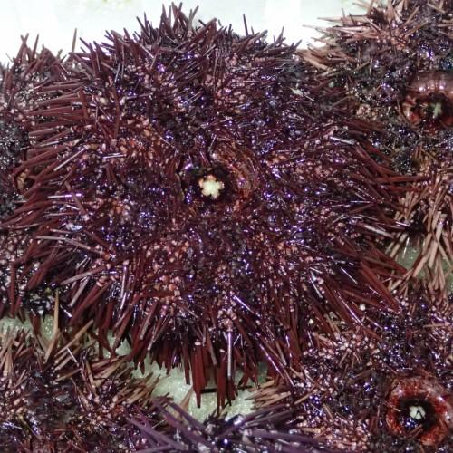 愛媛 天然 ウニ 65g3枚 紫ウニ 赤ウニ 素潜り海士 送料無料 浜から直送 宇和海の幸問屋 Mg Uni 3p 宇和海の幸問屋 通販 Yahoo ショッピング