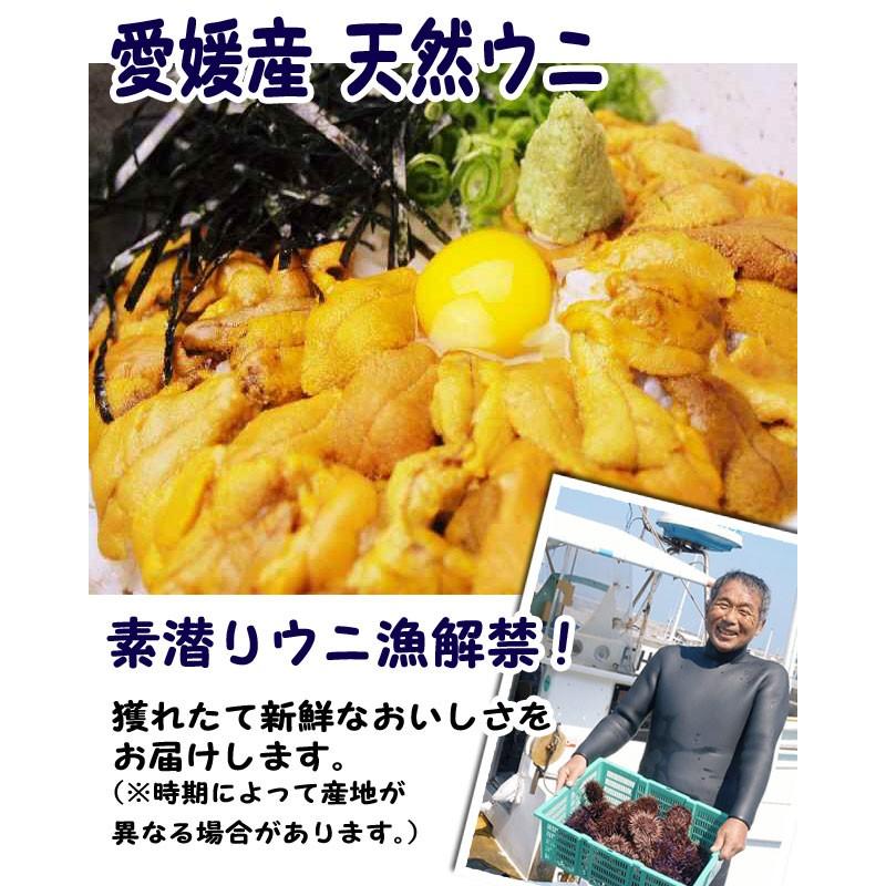 生ウニ 板ウニ 60g5枚 愛媛 天然 紫ウニ 赤ウニ 素潜り海士 送料無料 北海道/沖縄/東北は別途送料 浜から直送 宇和海の幸問屋 愛媛百貨店｜uwakai-s｜02