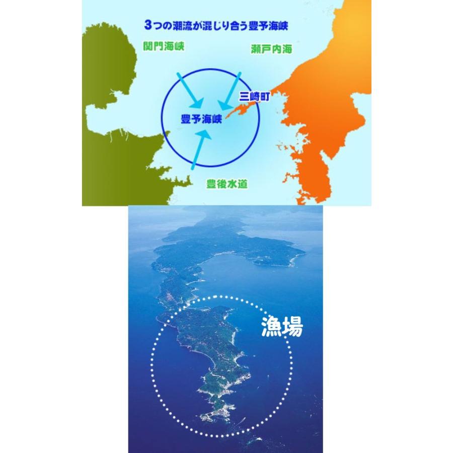 生ウニ 板ウニ 60g6枚 愛媛 天然 紫ウニ 赤ウニ 素潜り海士 送料無料 北海道/沖縄/東北は別途送料 浜から直送 宇和海の幸問屋 愛媛百貨店｜uwakai-s｜03