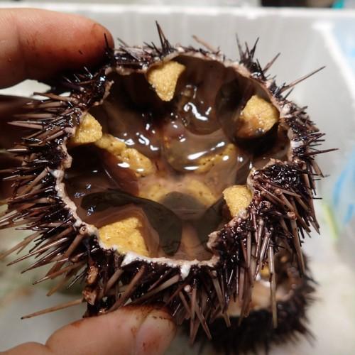 愛媛 天然 ウニ 65g8枚 紫ウニ 赤ウニ 素潜り海士 送料無料 浜から直送 宇和海の幸問屋 Mg Uni 8p 宇和海の幸問屋 通販 Yahoo ショッピング