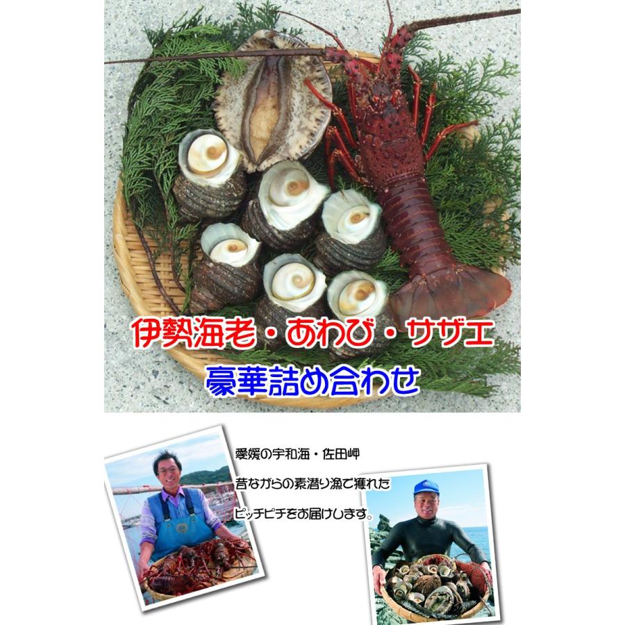 公式の 愛媛 宇和海 佐田岬 ご長寿セット 伊勢海老 1 2尾250g分 黒アワビ 1 2枚150g分 サザエ 4 8個500g分 浜から直送 宇和海の幸問屋 最新の激安 Www Muslimaidusa Org