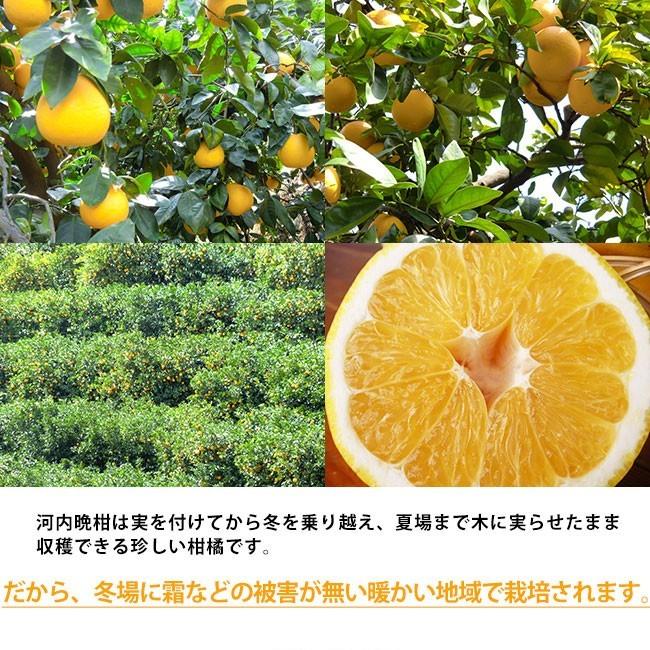 愛南ゴールド 河内晩柑 （贈答用3kg） 愛媛 愛南町産 爽やかジューシーな夏の柑橘 ブランドの品質 送料無料 宇和海の幸問屋 |  | 03