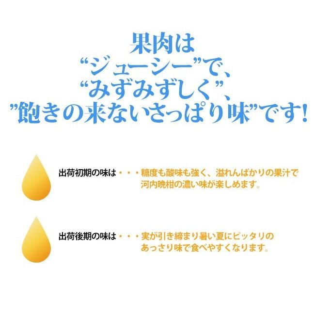 愛南ゴールド 河内晩柑 （贈答用3kg） 愛媛 愛南町産 爽やかジューシーな夏の柑橘 ブランドの品質 送料無料 宇和海の幸問屋 |  | 04