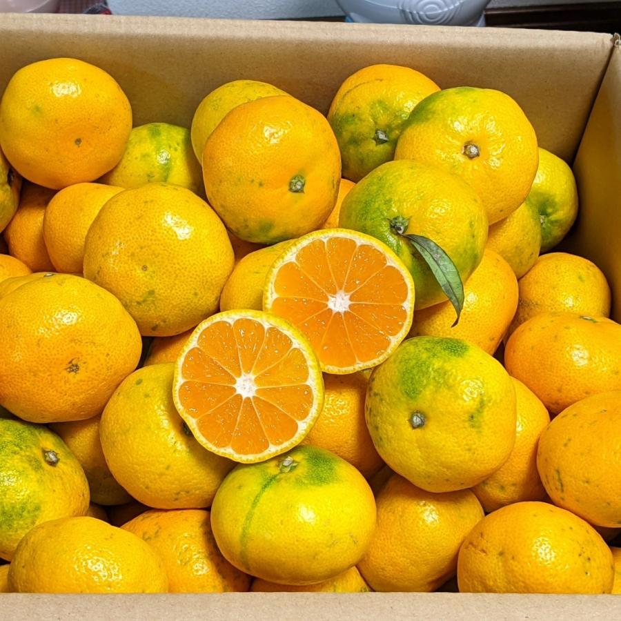 愛媛 みかん 訳あり （10kg） 宇和島 吉田産 農地直送 送料込み 北海道