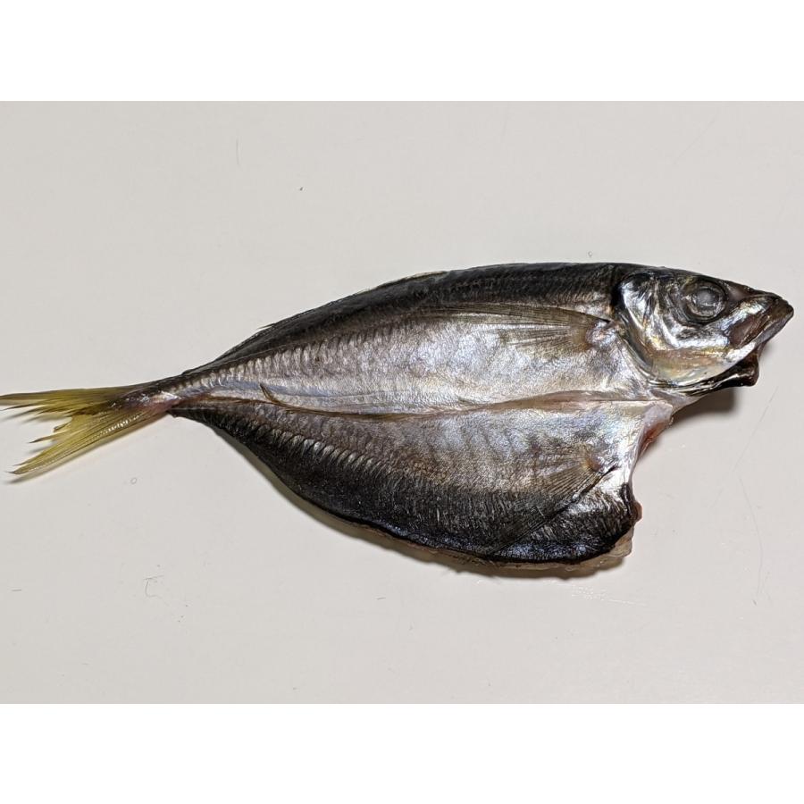 愛媛 佐田岬 アジの開き 150~200g×5枚 冷凍 送料無料 浜から直送