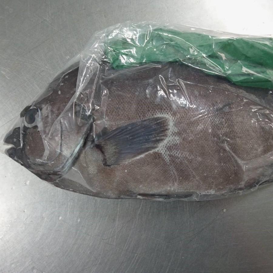 石鯛 イシダイ (約800-1200g) 宇和海 刺身 煮魚 焼魚 干物 石鯛 イシダイ (約800-1200g) 宇和海 刺身 煮魚 焼魚 干物
