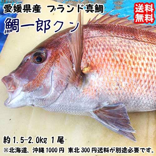 最大90 オフ 愛媛 鯛一郎クン ブランド真鯛 1 5 2kgサイズ 下処理済み 送料無料 宇和海の幸問屋
