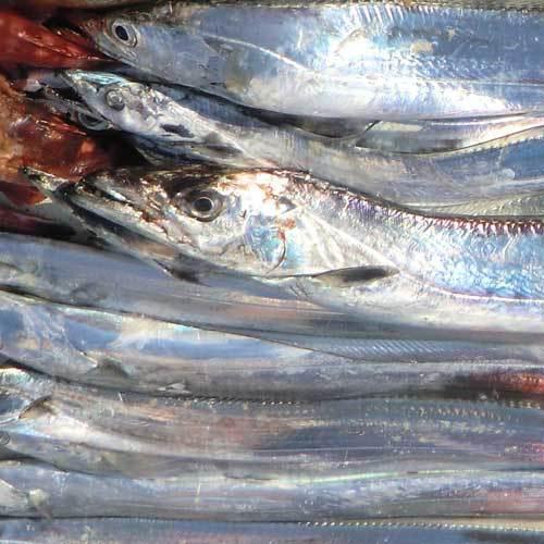 タチウオ 太刀魚 （中4〜7匹で1800〜2000g）天然一本釣り 愛媛 浜から直送 送料無料 北海道/沖縄/東北は別途送料 宇和海の幸問屋 : 宇和海の幸問屋 - 通販 - Yahoo!ショッピング