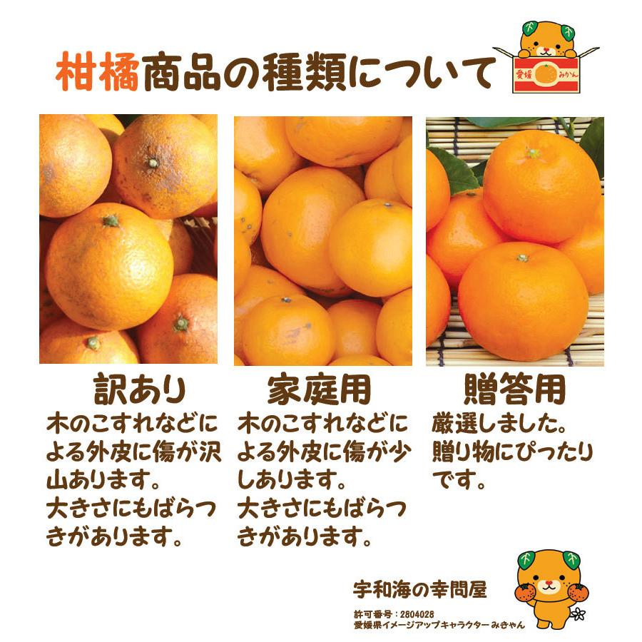 文旦　みかん　柑橘　訳あり　小玉、キズ　41 土佐文旦・訳あり 10kg 小玉 M Sサイズ みため× おいしさ◎ 産地直送
