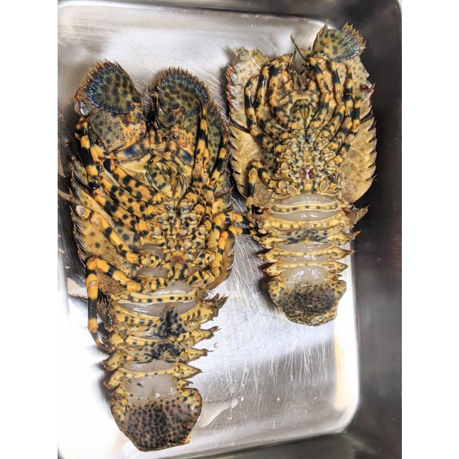 愛媛 天然 ゾウリエビ 2 5尾 400 500g 期間限定 9 1 4 30の漁期で水揚げあり次第 幻の海老 浜から直送 送料無料 宇和海の幸問屋 Zouriebi 500g 宇和海の幸問屋 通販 Yahoo ショッピング