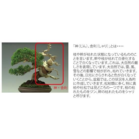盆栽道具 神 舎利作り彫刻刀 兼進作 平型 No.87E : 岐阜関刃物工房V