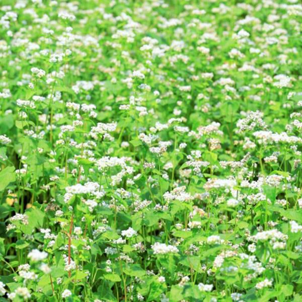 1500円ポッキリ 1500えん以下 送料無 食品 蕎麦 乾麺 幌加内そば 250g×2袋 幌加内蕎麦 そば ソバ 北海道 国産 年越しそば 年越し蕎麦 | 藤原製麺 | 06