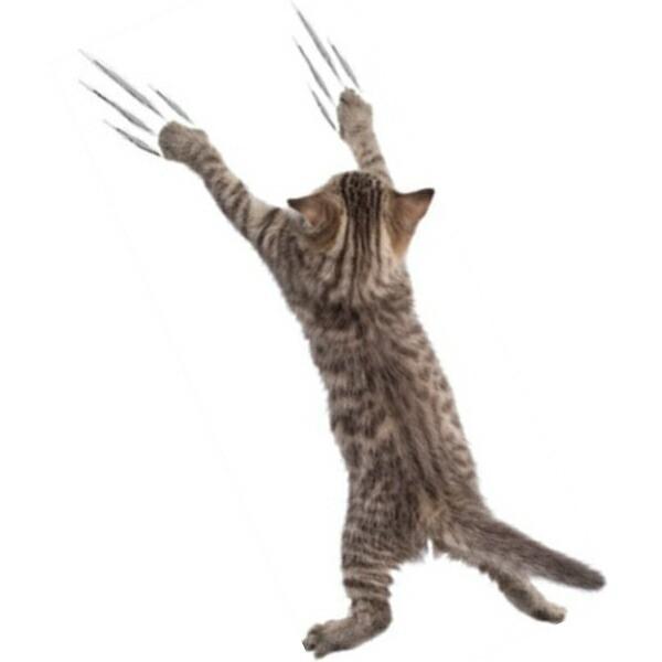 Value Deco Parkウォールステッカー 動物 猫 ねこ 黒猫 三毛猫 ネコ アニマル 壁シール かわいい シール 壁穴 だまし絵 Cat 小さめ インテリアステッカー 壁紙 ミニ Vr 77 以上節約