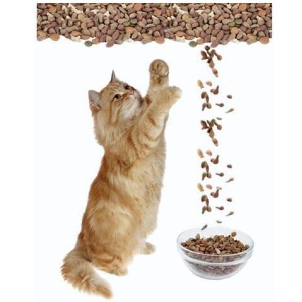 ウォールステッカー 動物 猫 ねこ 黒猫 三毛猫 ネコ アニマル トイレ 壁シール かわいい シール Cat 小さめ インテリアステッカー 壁紙 ドア 子猫 Cafe Vr Vr Value Deco Park 通販 Yahoo ショッピング