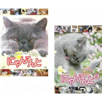 (未使用･未開封品)　にゃんこんと2~キャット驚くオモシロねこ動画 ホントはこんなこと言ってたりして~ [DVD] 7z28pnb 56ce94f5-9956-4f33-b359-