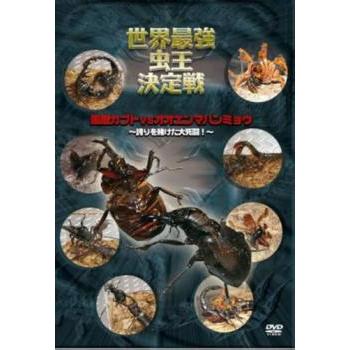 世界最強虫王決定戦 国産カブトVSオオエンマハンミョウ 誇りを賭けた大