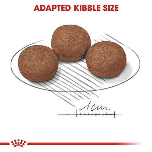 ロイヤルカナン SHN ミディアム ジュニア 犬用 10kg 