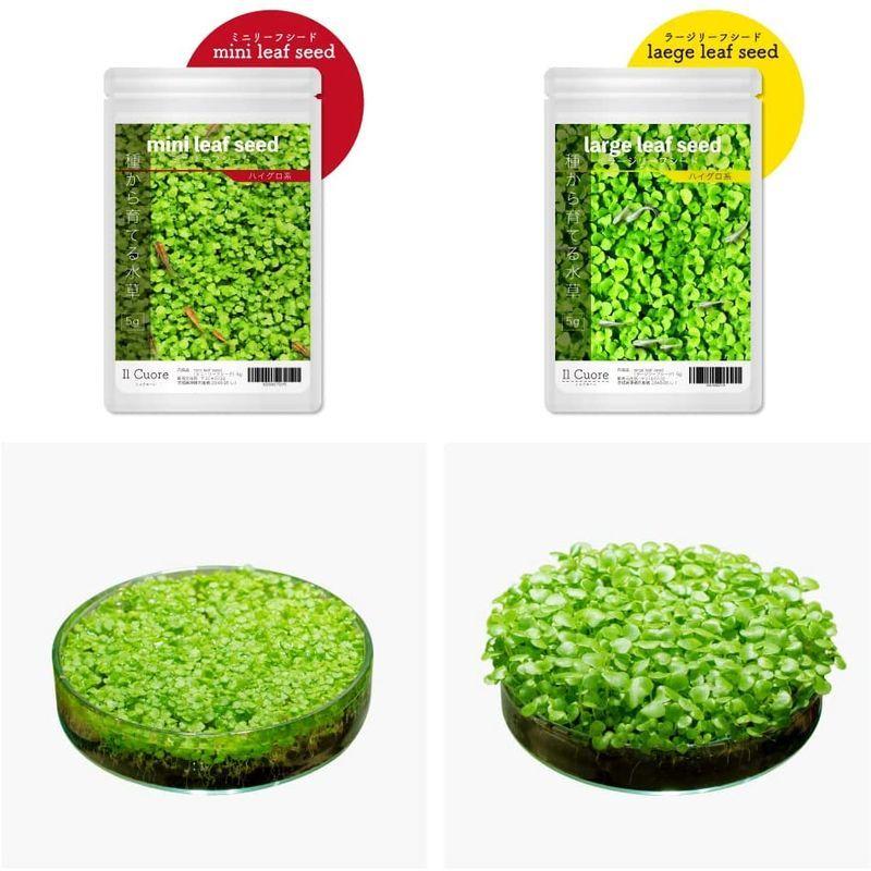 激安大特価 水草の種 Mini Leaf Seed ミニリーフシード 5g アクアリウム 水草絨毯 熱帯魚 Aynaelda Com