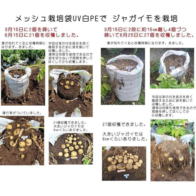 当店の記念日 メッシュ栽培袋uv白pe１０枚 編物プランター 家庭菜園 野菜栽培 花つくり 通気性 水はけ良好 網目から根に酸素吸収 根の成長に特化 根張 植木鉢 Www We Job Com