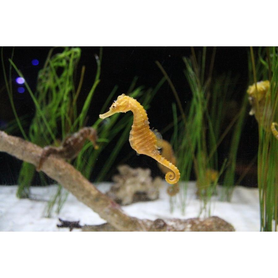 ペーパーナイフ たつのおとしご 魚 着後レビューで名入れ無料 タツノオトシゴ 水の仲間 ペーパーナイフ レターオープナー 手作り 楽しい革雑貨の贈り物 Vanca Craft 通販 Yahoo ショッピング
